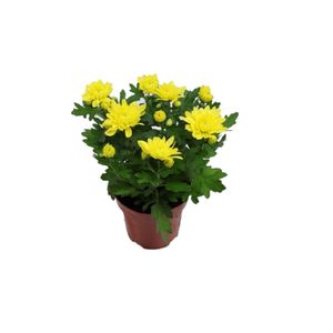 Planta in ghiveci Chrysant Coving (Crizantema)