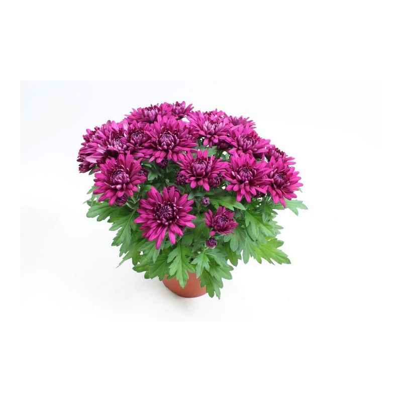 planta-in-ghiveci-chrysant-mayfield-crizantema-9470889263134.jpg