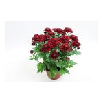 planta-in-ghiveci-chrysant-tobayocrizantema-9470889590814.jpg