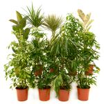 plante-decorative-houseplants-mix-diverse-sortimente-8862215962654.jpg