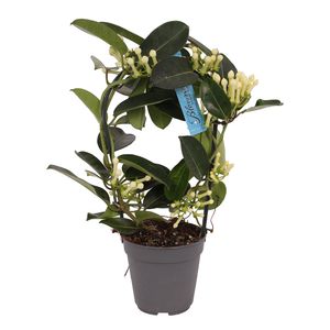 Planta decorativa Stephanotis floribunda