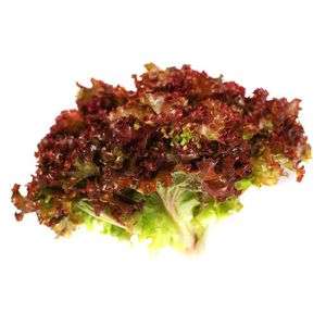 Salata Lollo Rosso, pret/bucata