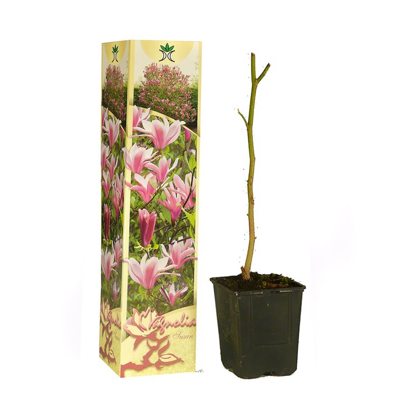 planta-decorativa-magnolia-8899368648734.jpg