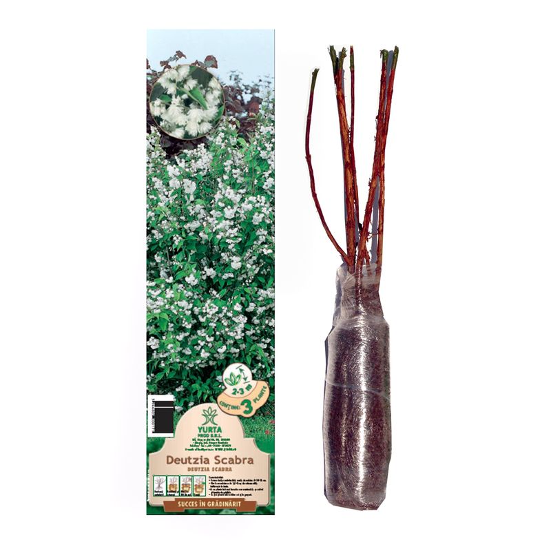 arbusti-ornamentali-8899374678046.jpg