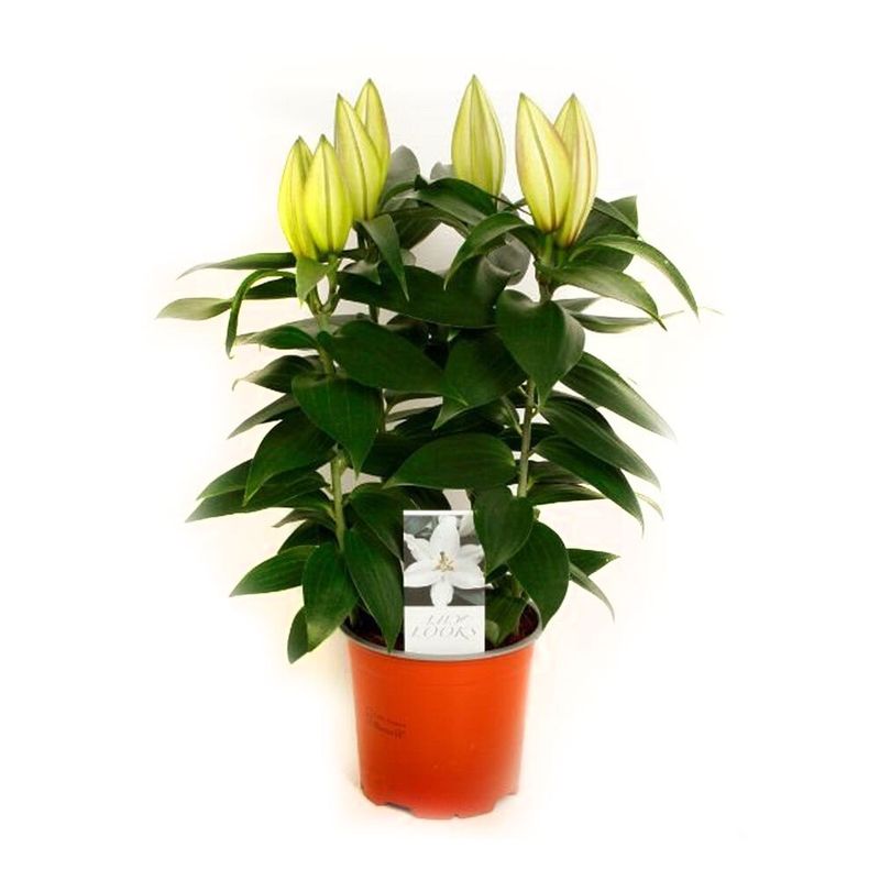 planta-in-ghiveci-lilium-oriental-white-souvenir-40-cm-9348421550110.jpg