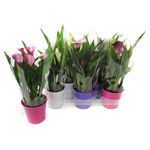zantedeschia-mix-8955234746398.jpg