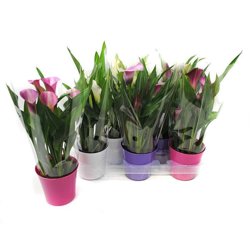 zantedeschia-mix-8955234746398.jpg