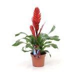 planta-in-ghiveci-vriesea-albertina-45-cm-culoare-rosie-9348420763678.jpg