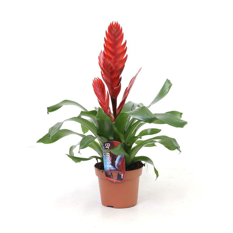 planta-in-ghiveci-vriesea-albertina-45-cm-culoare-rosie-9348420763678.jpg