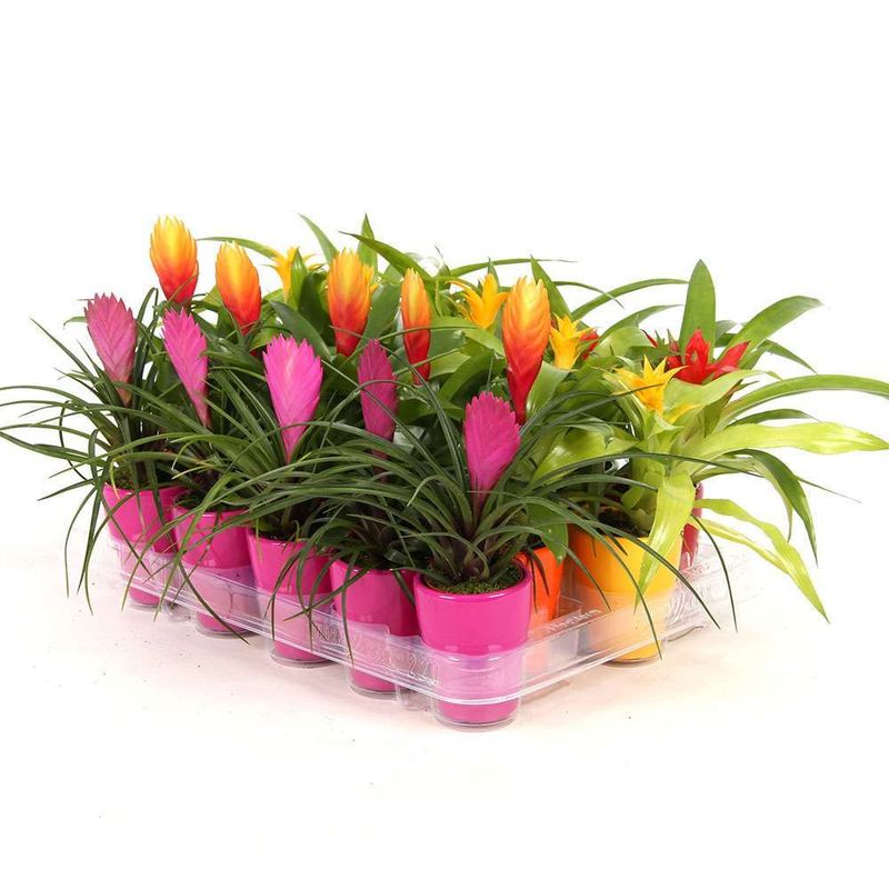 arrangement-bromelia-ton-sur-ton-8955233173534.jpg