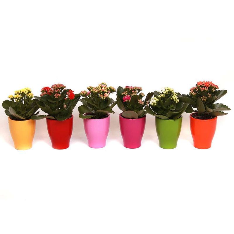 kalanchoe-rosalina-7cm-8955229241374.jpg