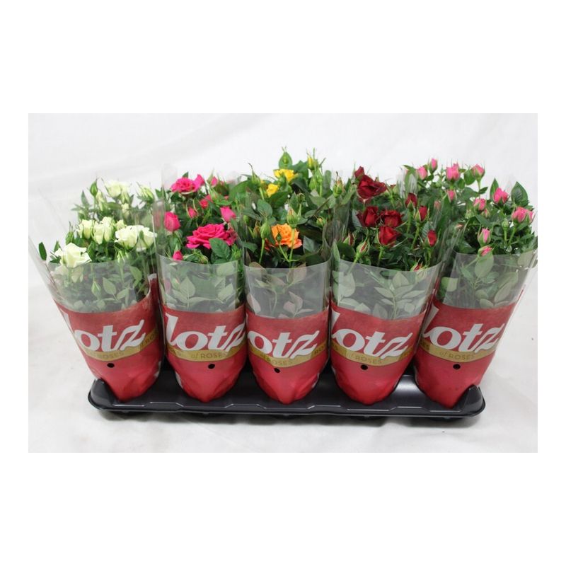 planta-in-ghiveci-rosa-mix-diametru-14-inaltime-30-9470885724190.jpg