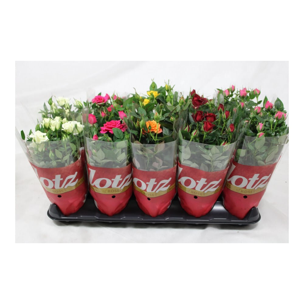 Completely dry the same Decorative Flori | Cumpara cele mai frumoase plante decorative | Auchan.ro - Auchan.ro  | Prospetime si Calitate pentru Familia Ta