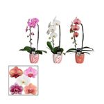 planta-in-ghiveci-phalaenopsis-elegant-cascade-55-cm-culori-mixe-9348425482270.jpg