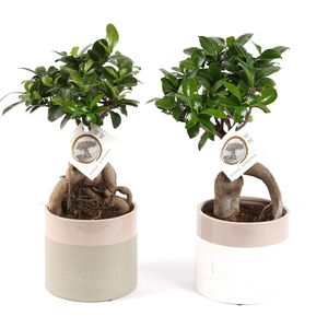 Planta decorativa Ficus ginseng in vas ceramic