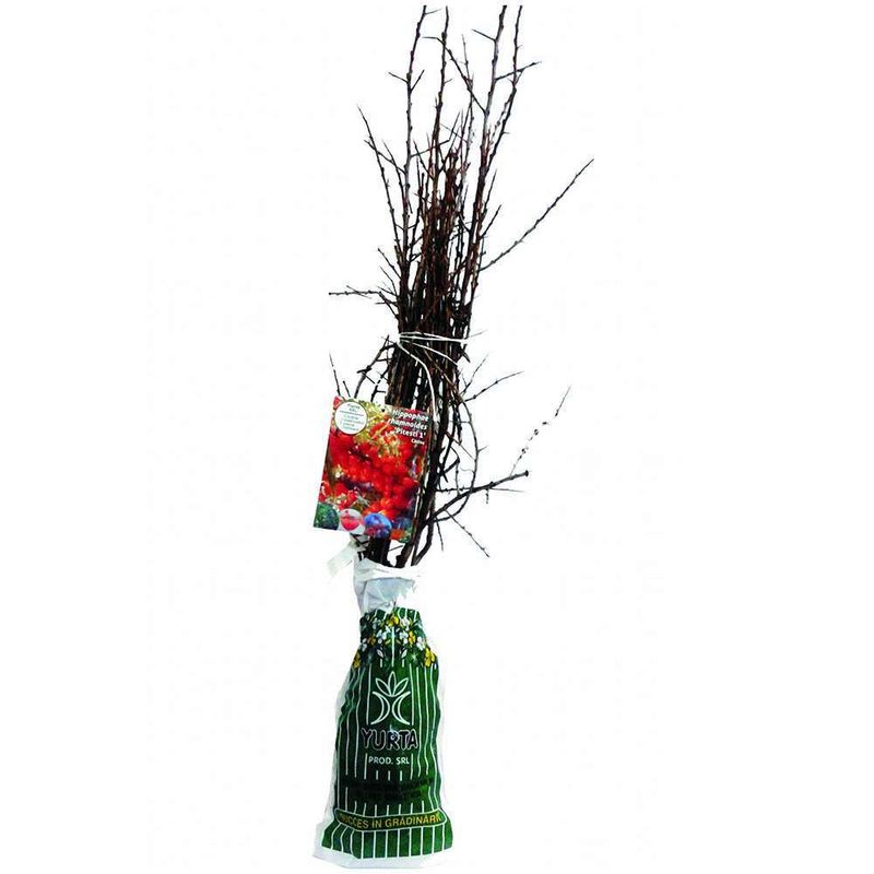 arbust-fructifer-catina-8954513653790.jpg