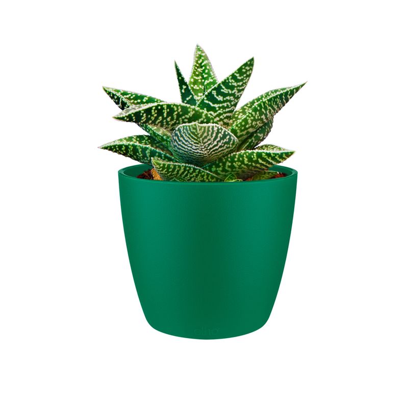 masca-de-ghiveci-elho-brussels-round-mini-verde-7-cm-8895922798622.jpg