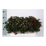planta-in-ghiveci-rhododendron-simsii-mix-diametru-14-9470885396510.jpg