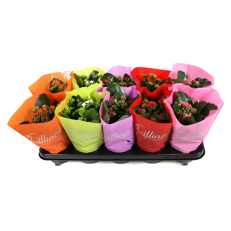 planta-in-ghiveci-kalanchoe-cu-folie-de-plastic-diverse-culori-8903356383262.jpg