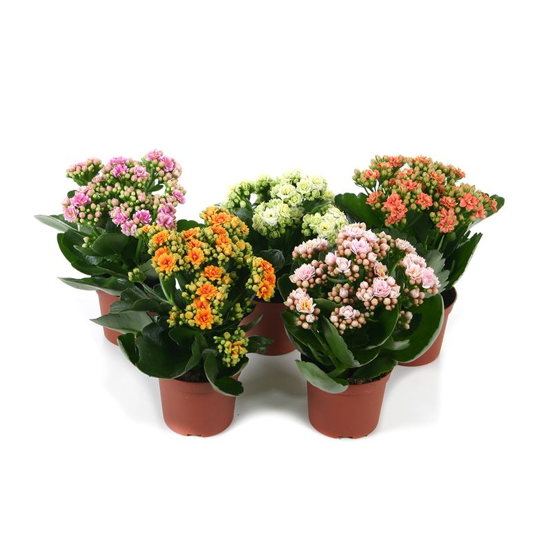 planta-kalanchoe-blossfeldiana-piton-15-20-cm-8895656722462.jpg