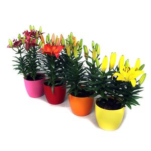 Planta decorativa Lilium Aziaat mix in Decopot