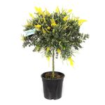 planta-in-ghiveci-decorativa-genista-cytisus-8904027209758.jpg