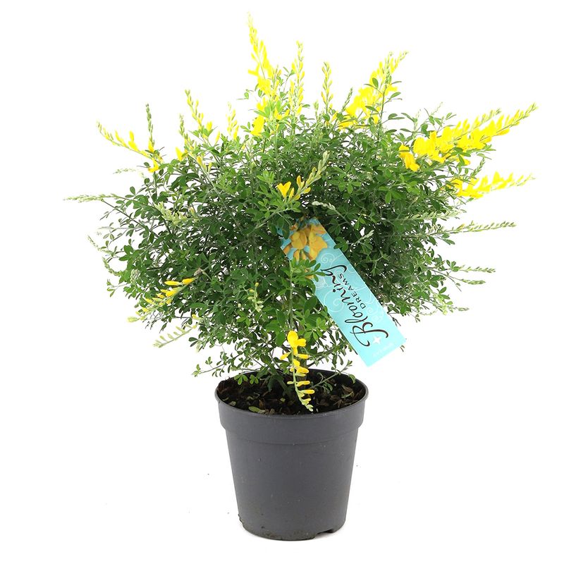 planta-in-ghiveci-decorativa-genista-cytisus-12-tufis-8904033763358.jpg
