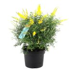 planta-in-ghiveci-decorativa-genista-cytisus-17-tufis-8904027471902.jpg