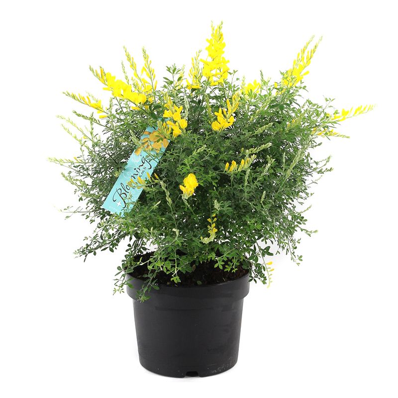 planta-in-ghiveci-decorativa-genista-cytisus-17-tufis-8904027471902.jpg