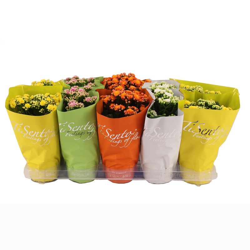 planta-in-ghiveci-decorativa-tisento-calandiva-mix-8904029306910.jpg