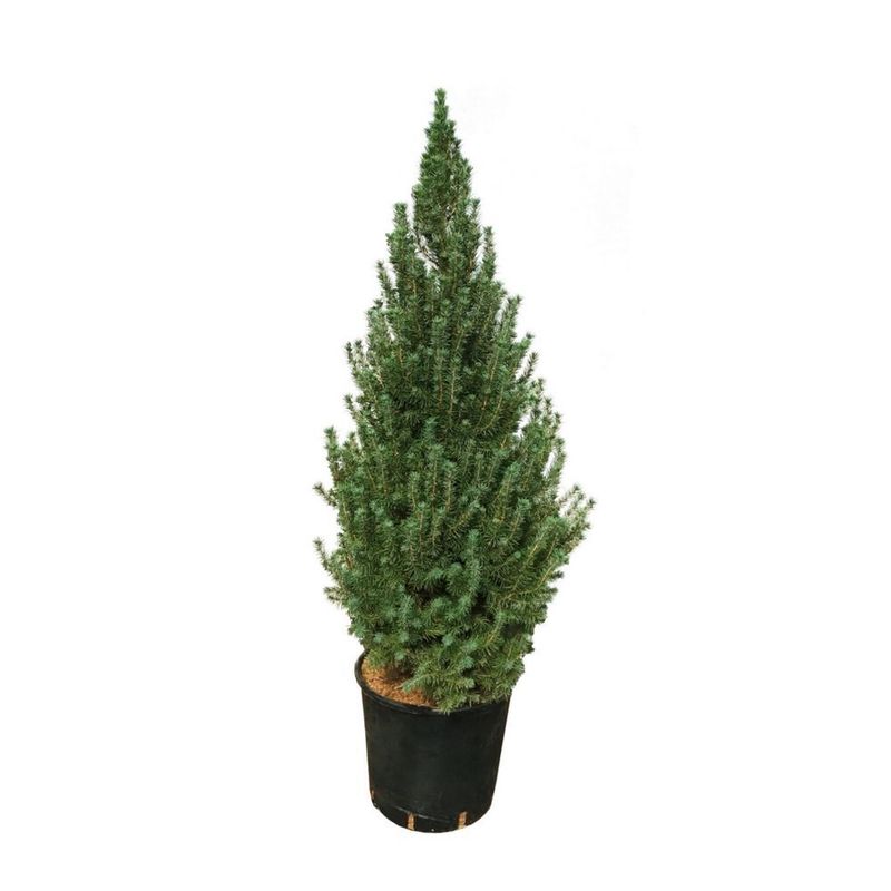planta-in-ghiveci-thuya-5l-70cm-5310252002734_1_1000x1000.jpg