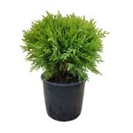 planta-in-ghiveci-thuya-5l-35cm-5310252004493_1_1000x1000.jpg