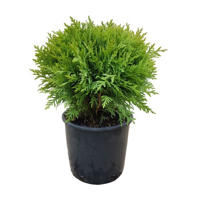 planta-in-ghiveci-thuya-5l-35cm-5310252004493_1_1000x1000.jpg