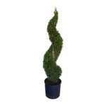 planta-in-ghiveci-thuya-7l-140cm-5310252003175_1_1000x1000.jpg