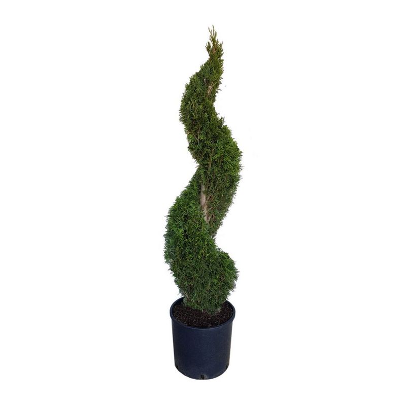 planta-in-ghiveci-thuya-7l-140cm-5310252003175_1_1000x1000.jpg
