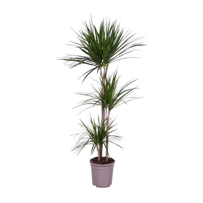 planta-in-ghiveci-dracaena-marginata-160-170cm-8718432203075_1_1000x1000.jpg