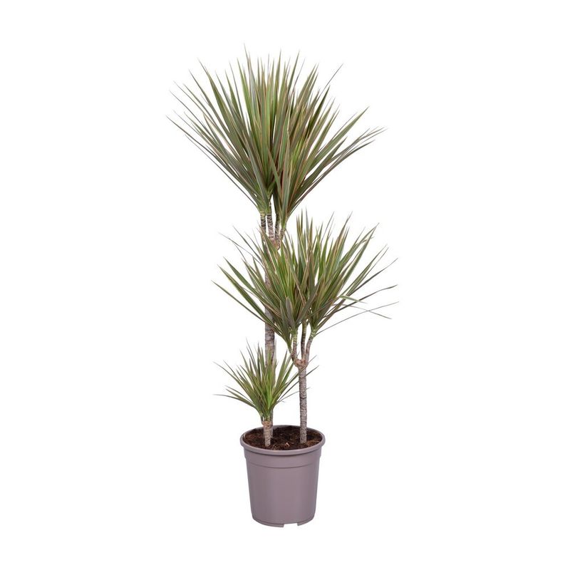 planta-in-ghiveci-dracaena-marginata-bicolor-120-130cm-8718432203082_1_1000x1000.jpg