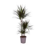 planta-in-ghiveci-dracaena-marginata-magenta-120-130cm-8718432203099_1_1000x1000.jpg