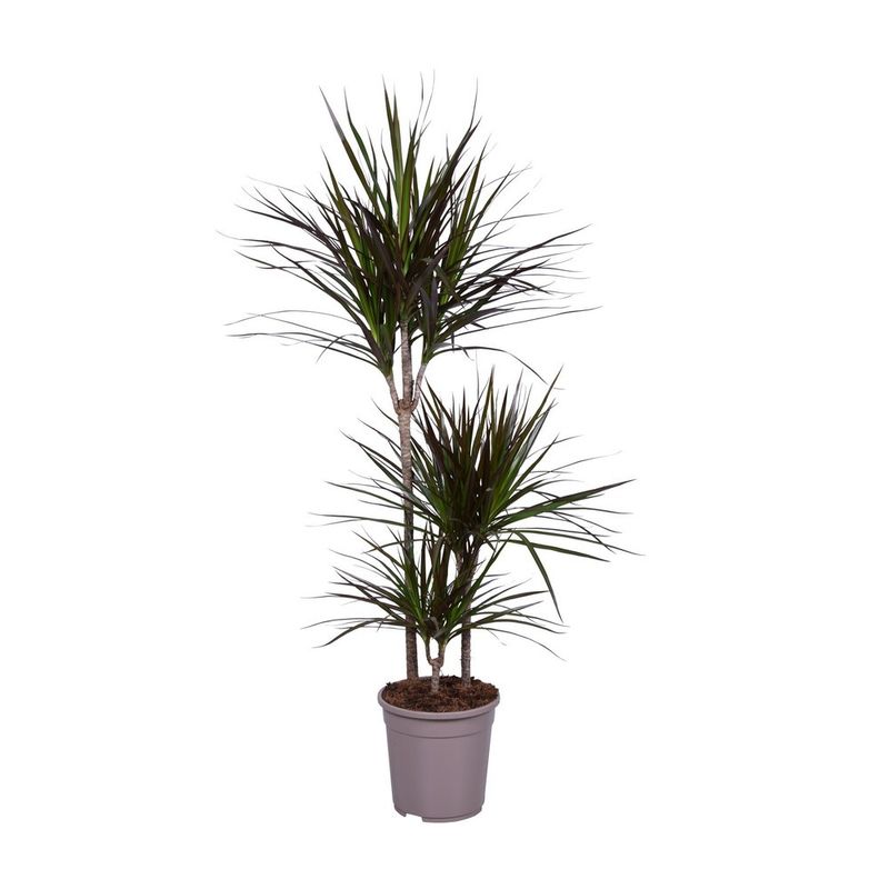 planta-in-ghiveci-dracaena-marginata-magenta-120-130cm-8718432203099_1_1000x1000.jpg