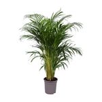 planta-in-ghiveci-areca-dypsis-90-100cm-8718432203105_1_1000x1000.jpg