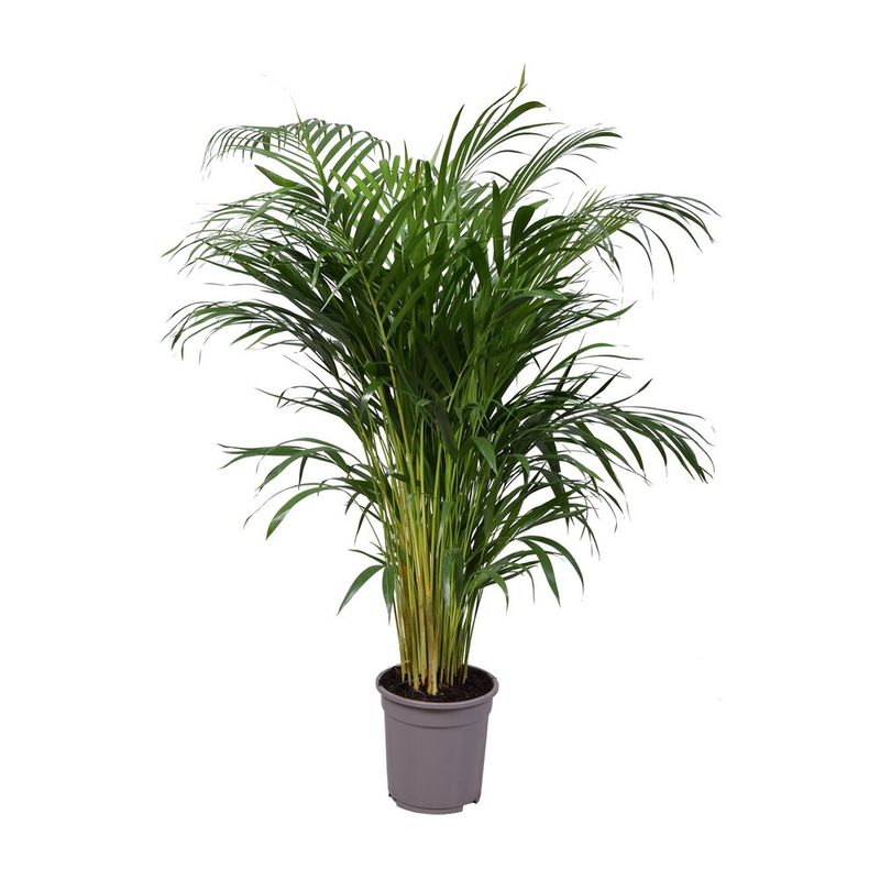 planta-in-ghiveci-areca-dypsis-90-100cm-8718432203105_1_1000x1000.jpg