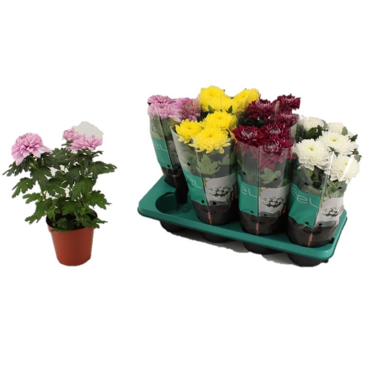 planta-in-ghiveci-chrysanthemum-chrysanne-35-40cm-8718432203112_1_1000x1000.jpg