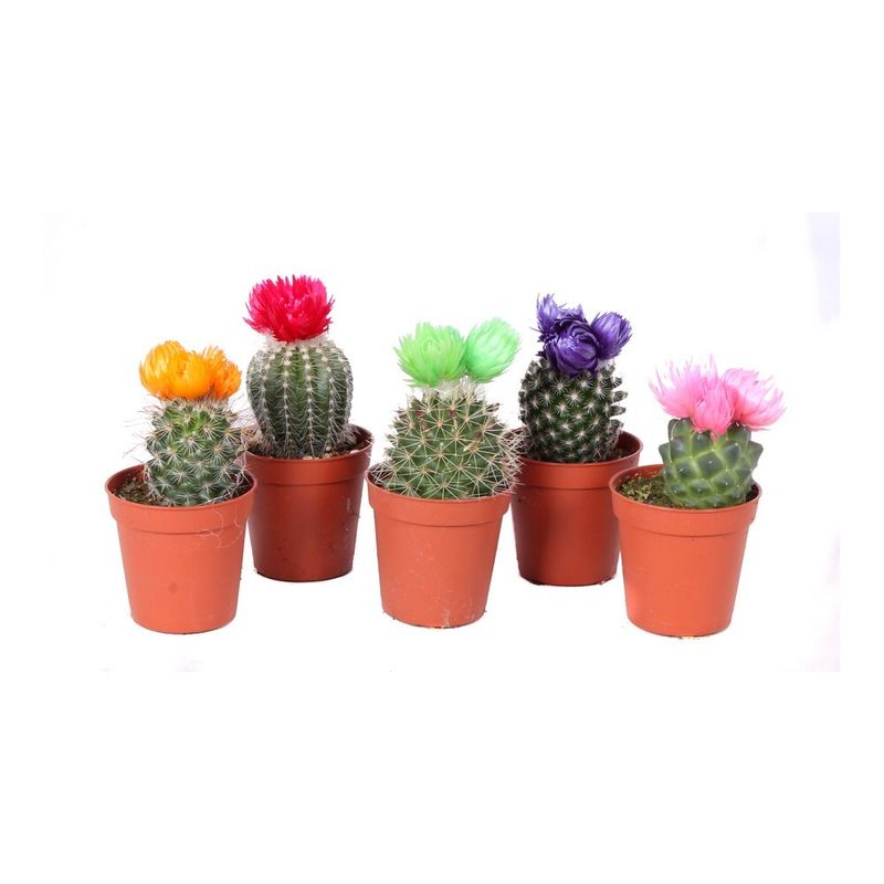 planta-in-ghiveci-cactus-disco-5-10cm-8718432203136_1_1000x1000.jpg