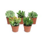 planta-in-ghiveci-crassula-mix-8-12cm-8718432203150_1_1000x1000.jpg