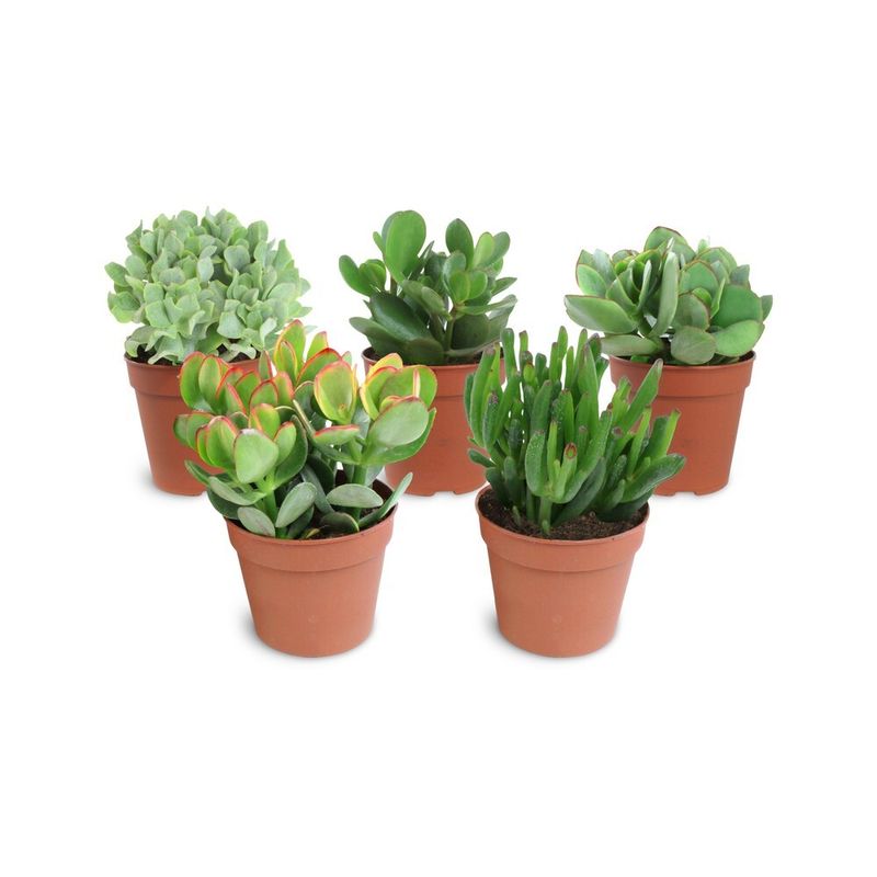 planta-in-ghiveci-crassula-mix-8-12cm-8718432203150_1_1000x1000.jpg
