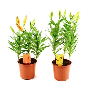 Planta in ghiveci Lillium Mix, 3 fire
