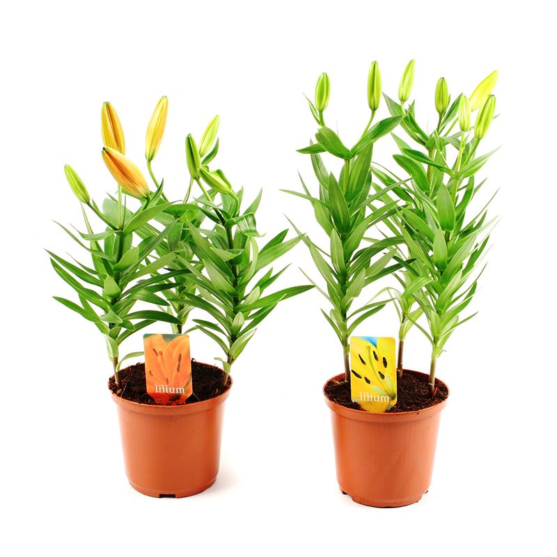 planta-in-ghiveci-lillium-mix-3-fire-8903353368606.jpg