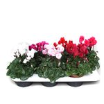 cyclamen-mix-8915554271262.jpg