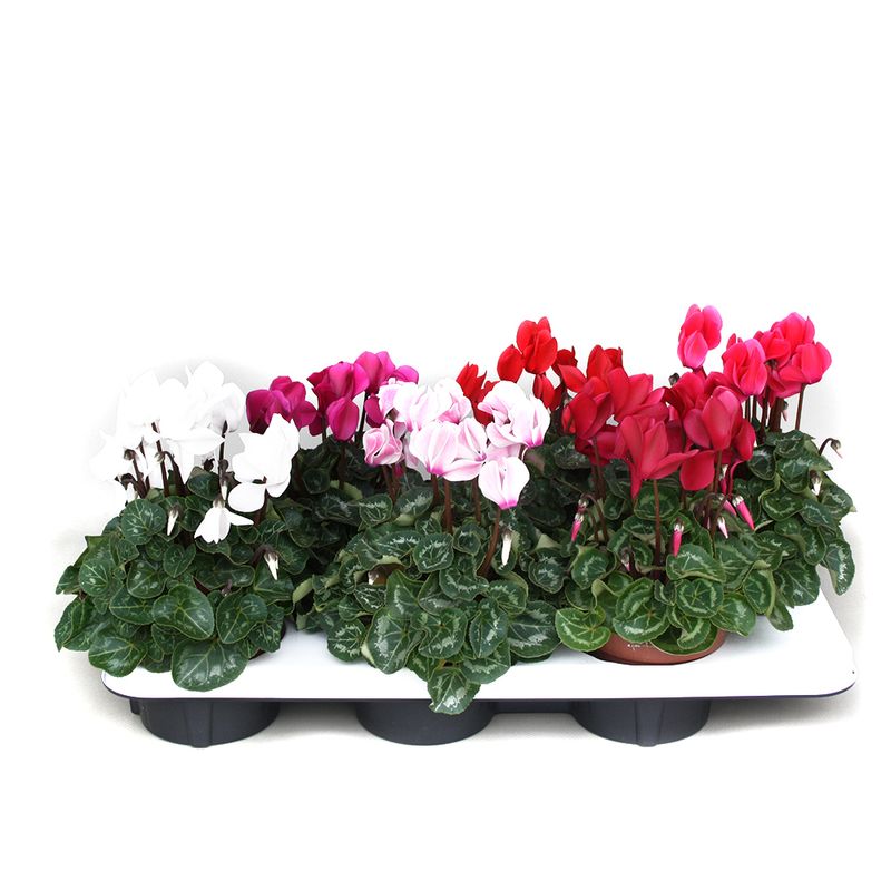 cyclamen-mix-8915554271262.jpg