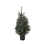 molid-albastru-picea-pungens-diamond-inaltime-100-125cm-5711749015440_1_1000x1000.JPG